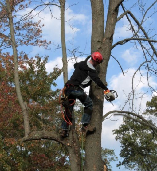 Tree worker in red helmet and black gear climbing a tall tree with a chainsaw on a blue sky day