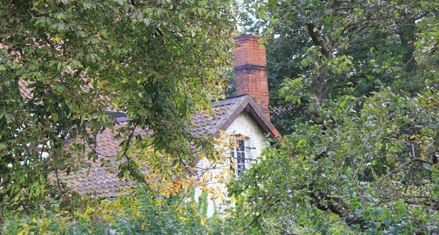 House with brick chimney partly hidden by dense green trees and foliage