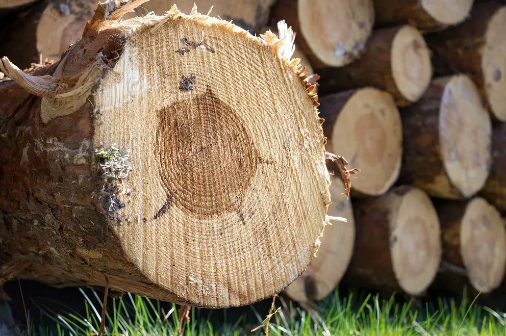 Stacked cut logs with a close-up of a sawed tree trunk showing growth rings and bark.