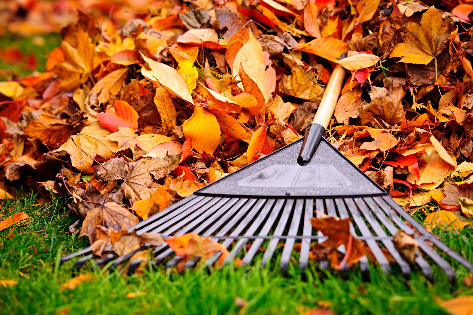 Rake in a pile of fallen autumn leaves on green grass.