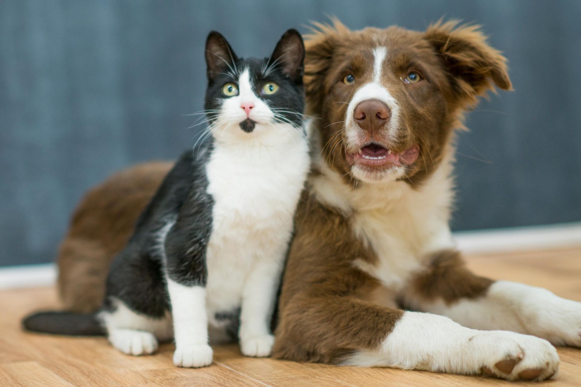 A cat and dog sitting on the floor | Emergency Animal Care in Williamsport Pa | Animal Care Hospital