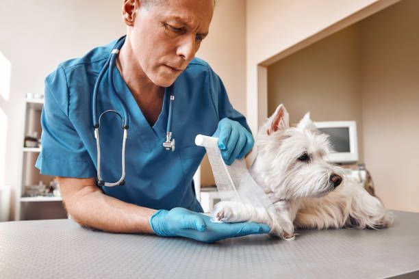 A veterinarian is bandaging the paw of a small dog lying on the table at a veterinary clinic.