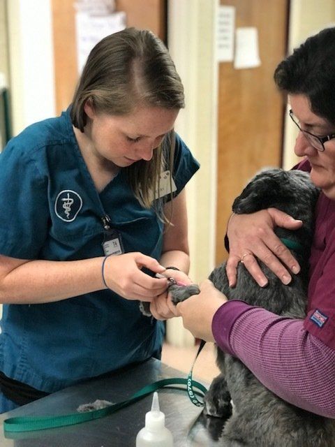 Veterinary Examination - Emergency Vet in Lewisburg, PA