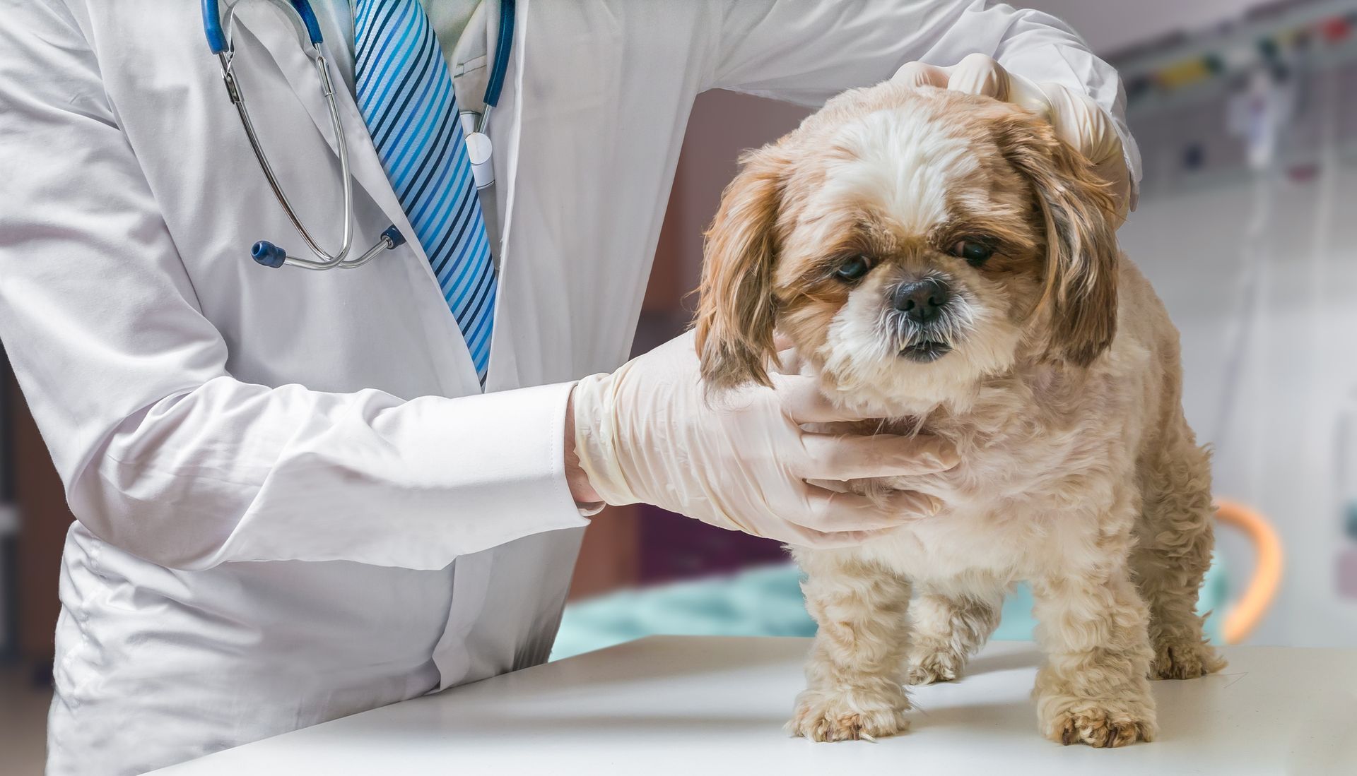 A person holding a dog