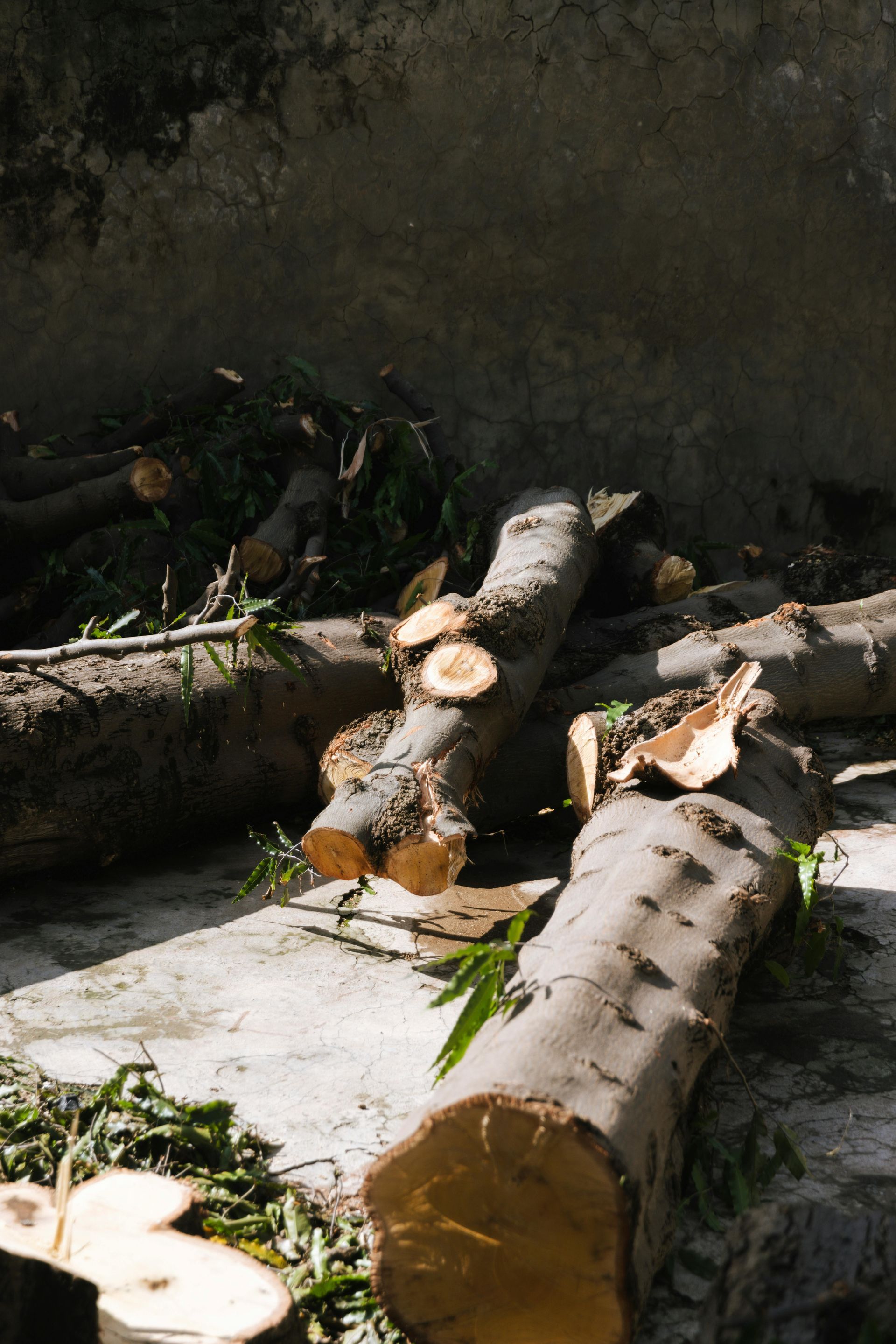 Cut tree logs and branches on a concrete surface, near a dark wall.