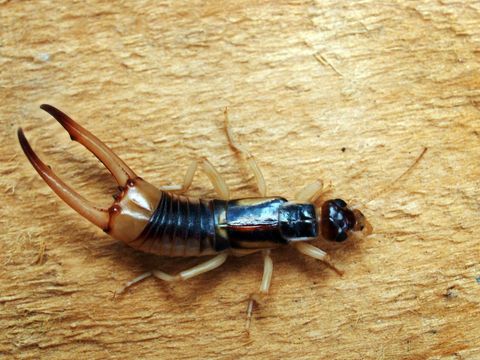 Earwig Extermination - Roach Control in Hyde Park, MA