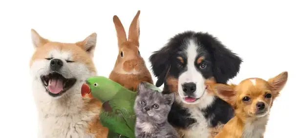 A group of dogs , a cat , a rabbit , and a parrot are standing next to each other.