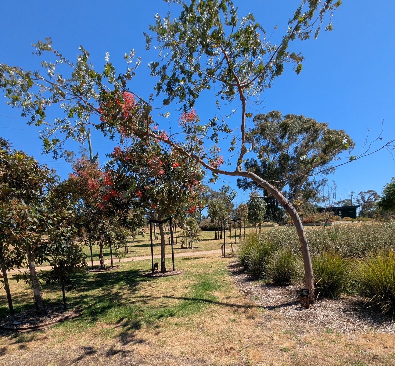 Trees in a garden setting at Mornington Green Legacy Gardens
