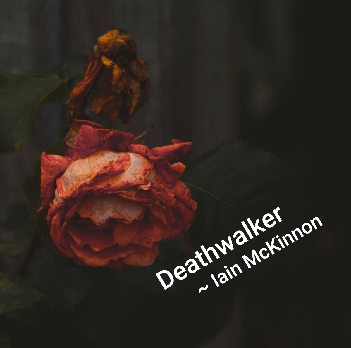 Drooping pink rose on a dark background with text