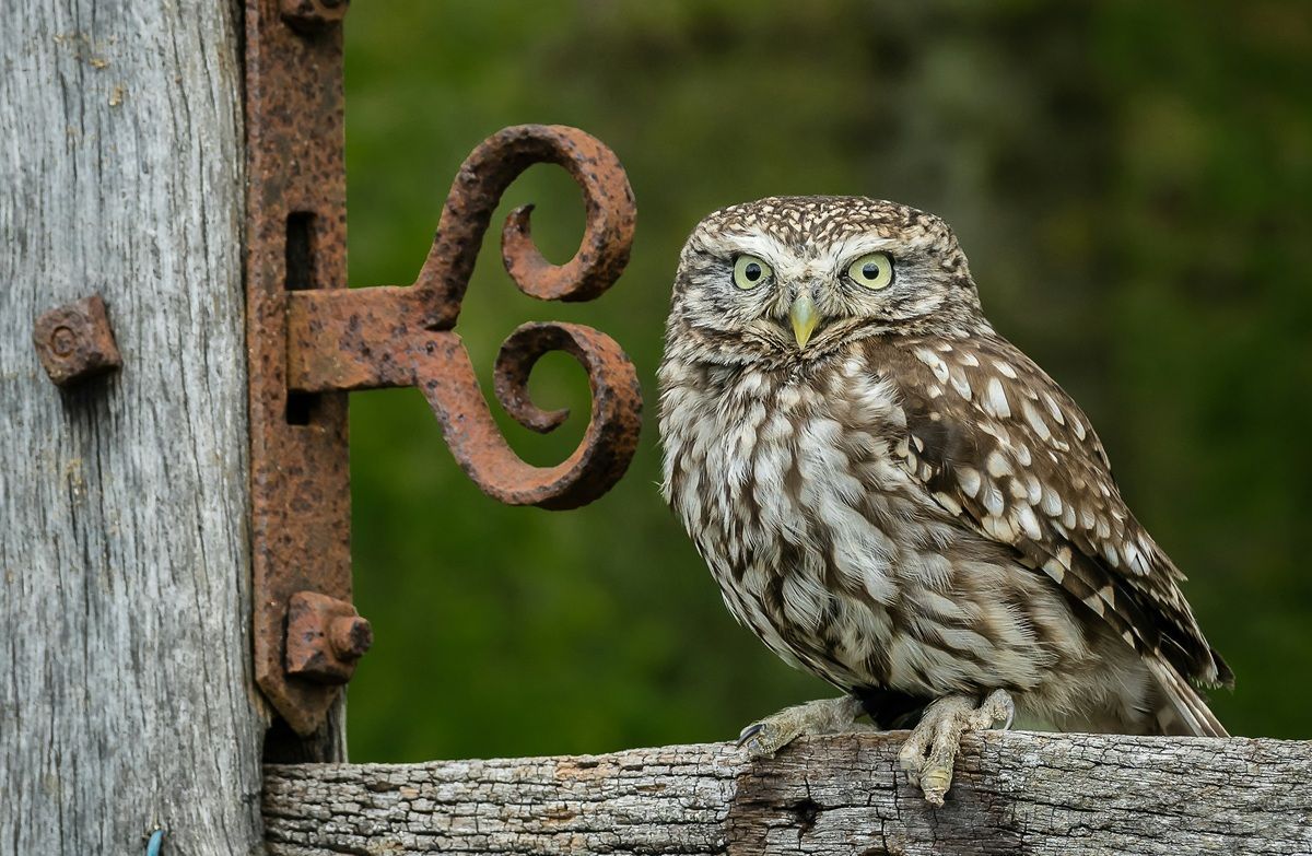 owl-on-fence-looking-straight-ahead