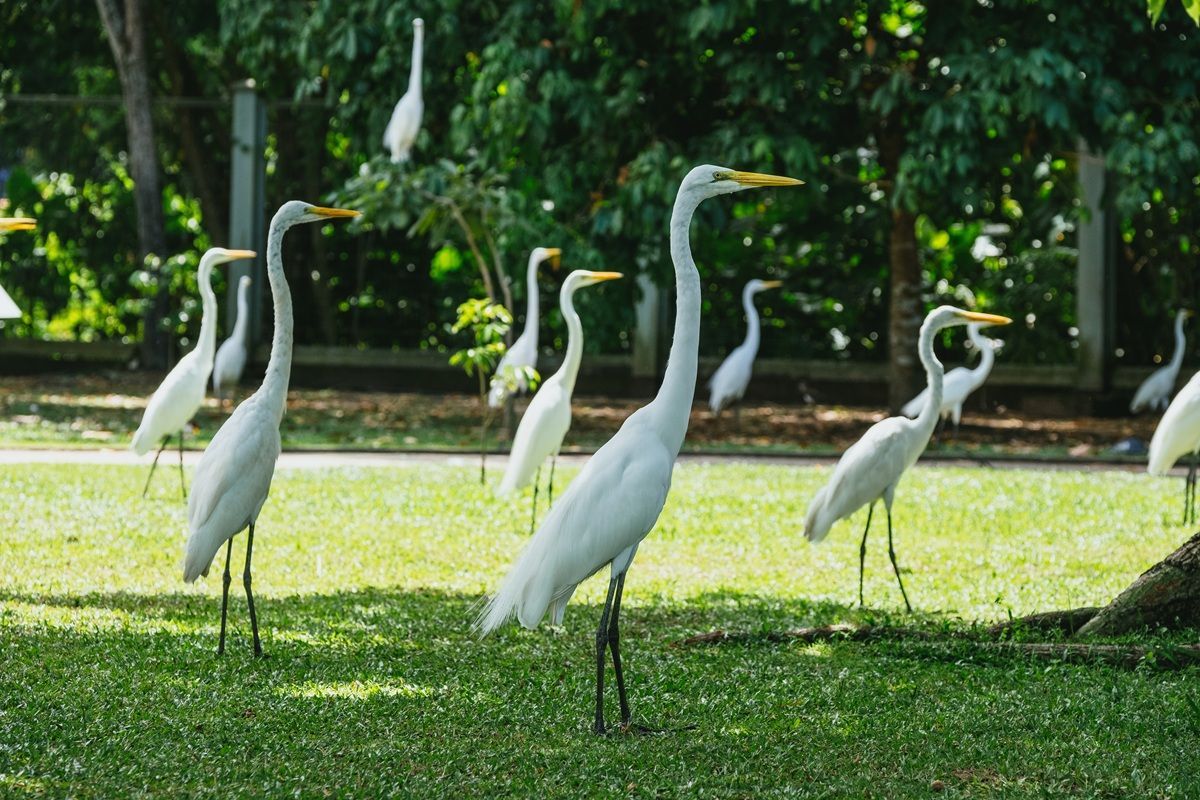 group-of-white-egrets-standing-in-park