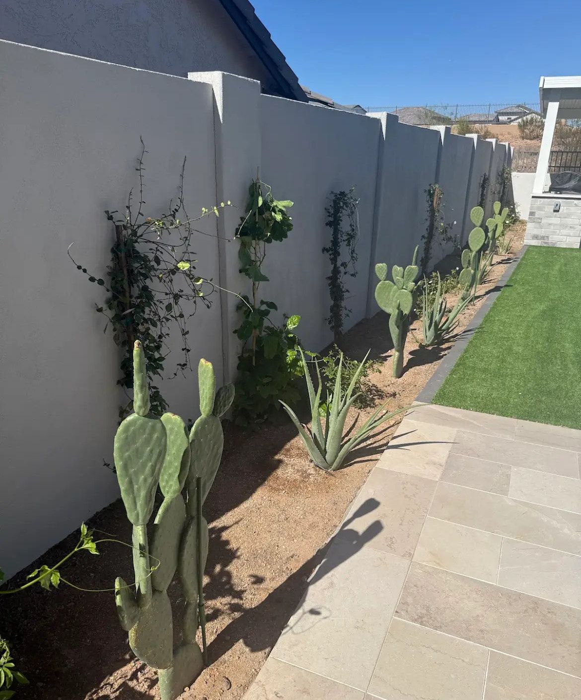 A row of cactus plants growing next to a white fence