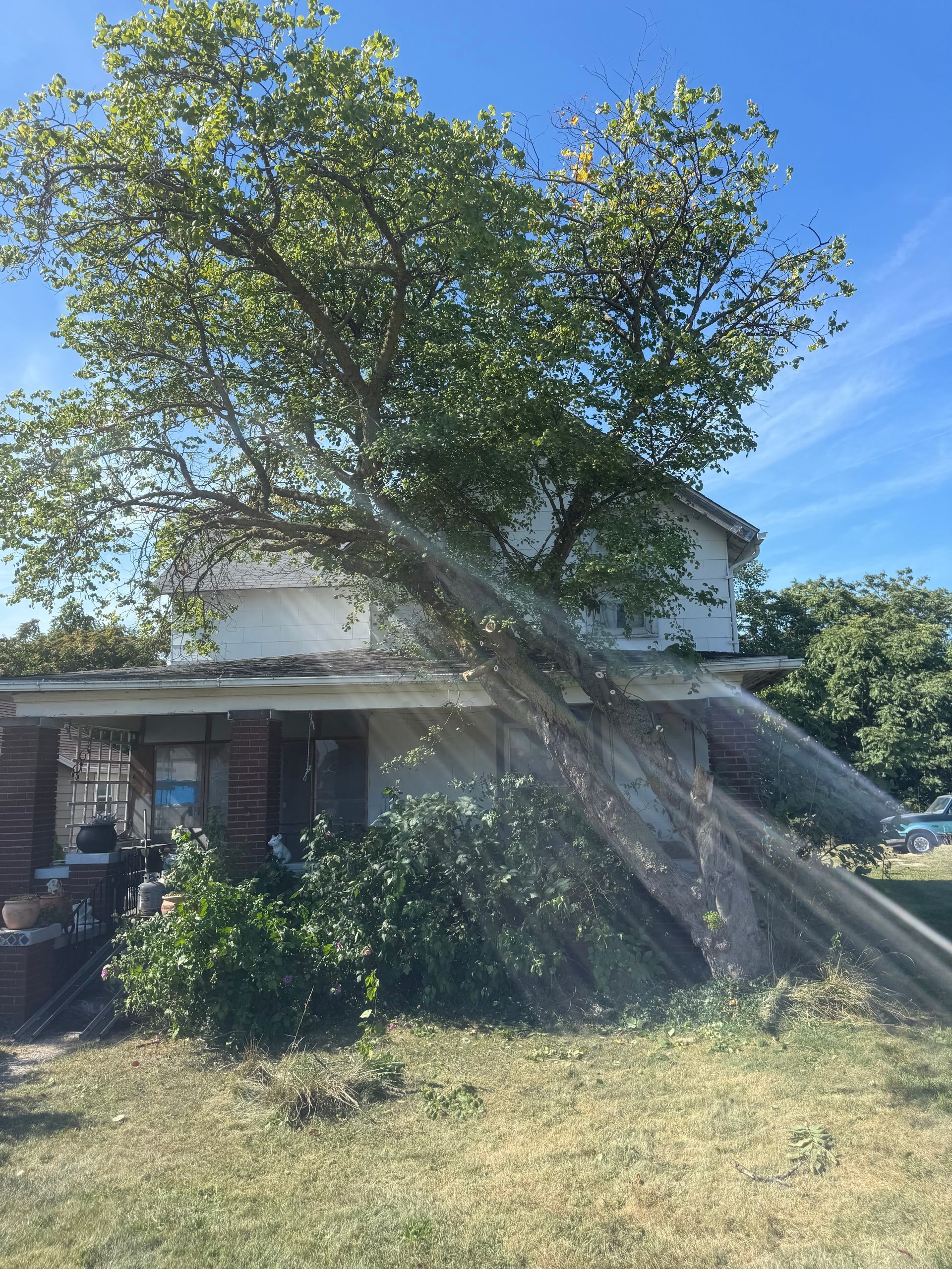 Tree growing into a small, abandoned building with an overgrown yard on a sunny day.