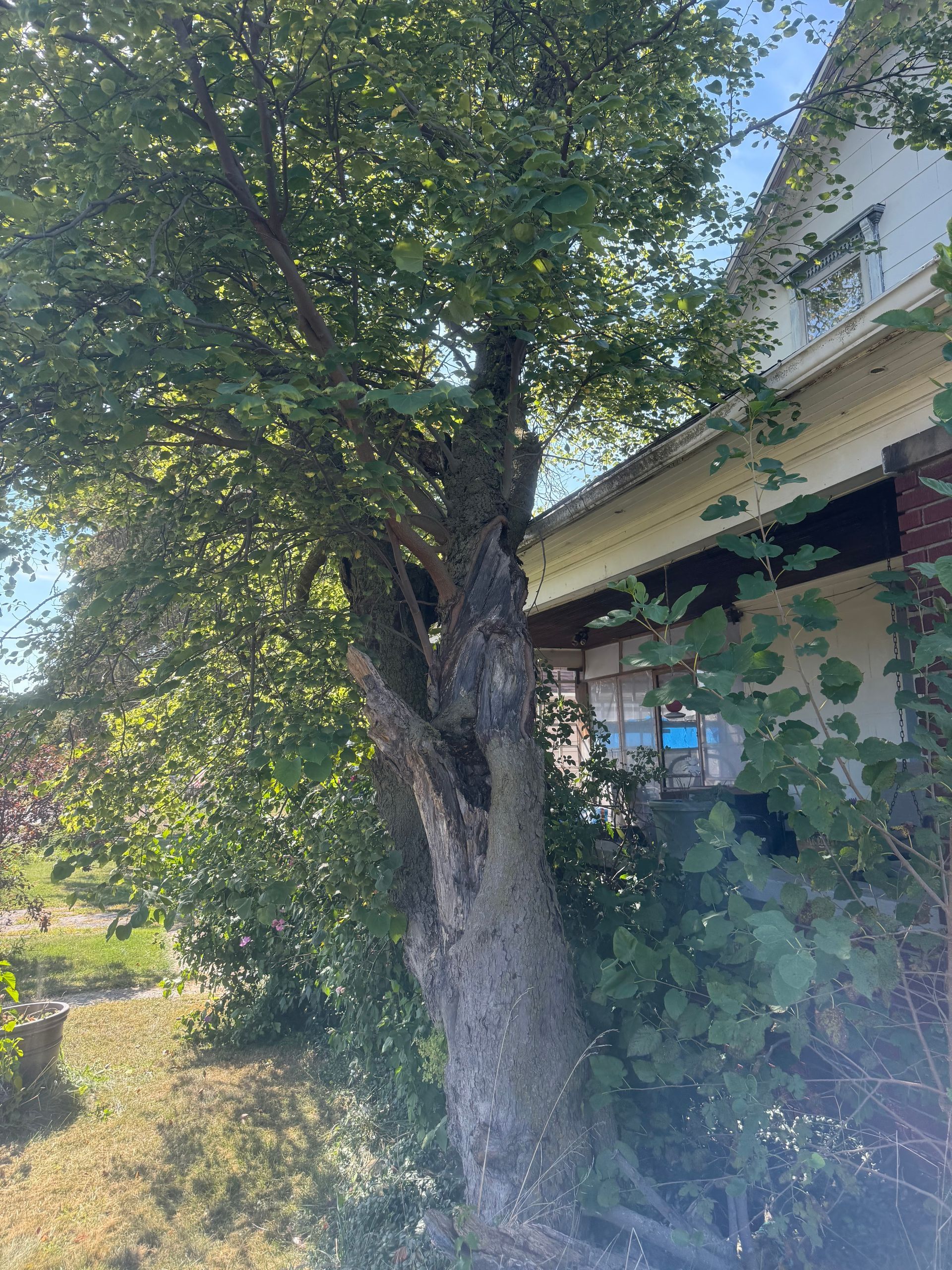 Mature tree next to a white house with windows and a porch, with green foliage.