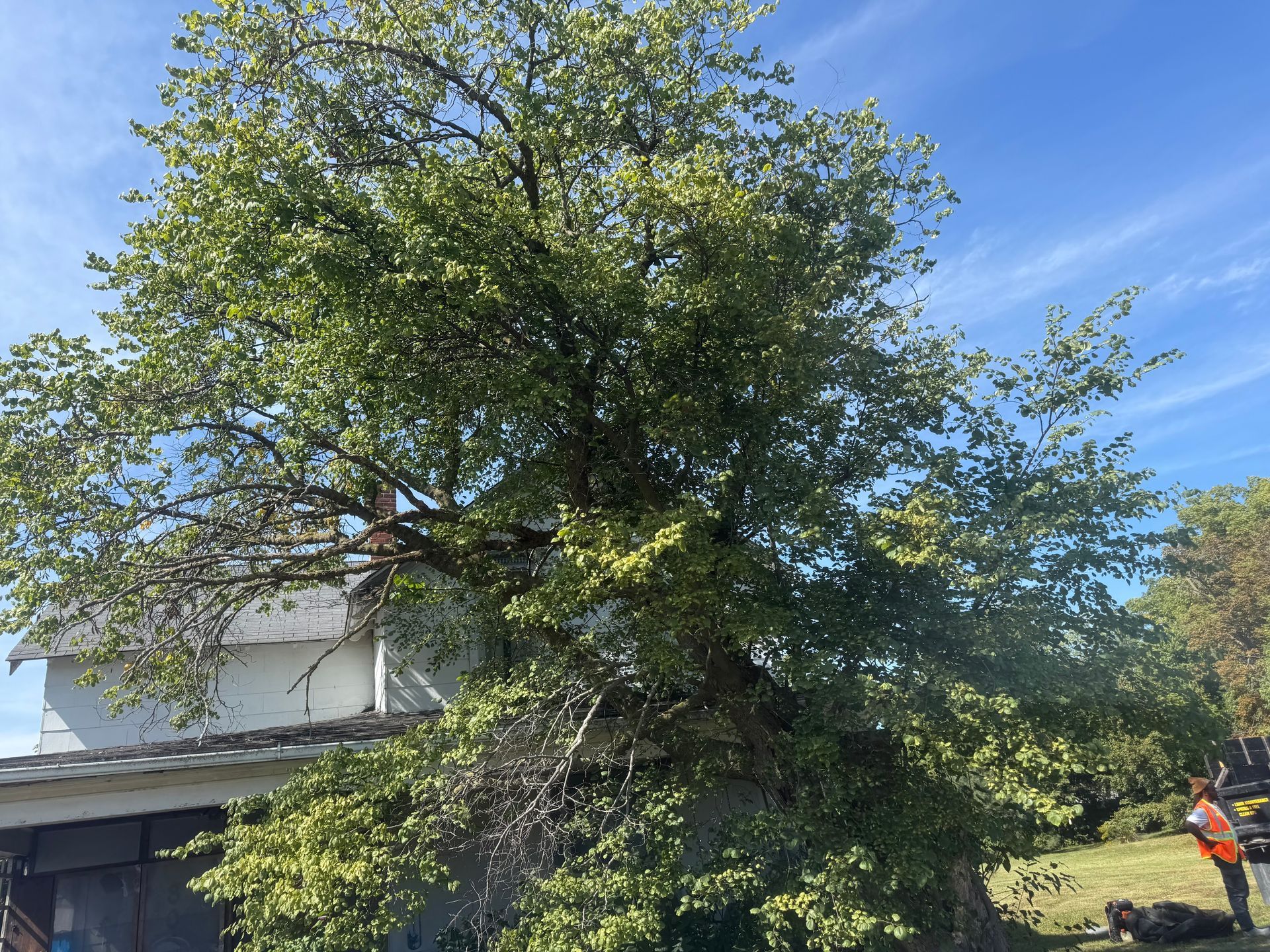 A leafy tree growing next to a white industrial building under a blue sky.