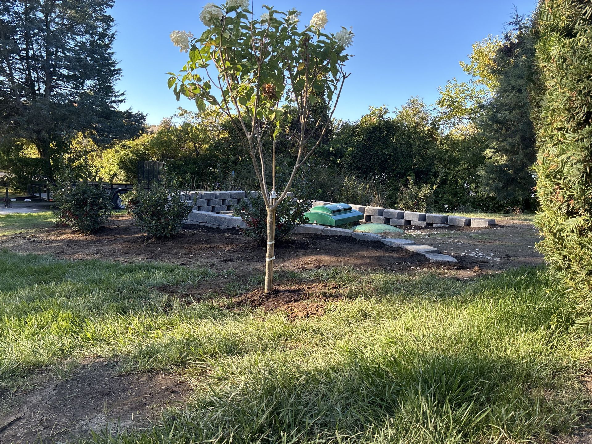 A young tree in a grassy area, with a stone path under construction in the background.
