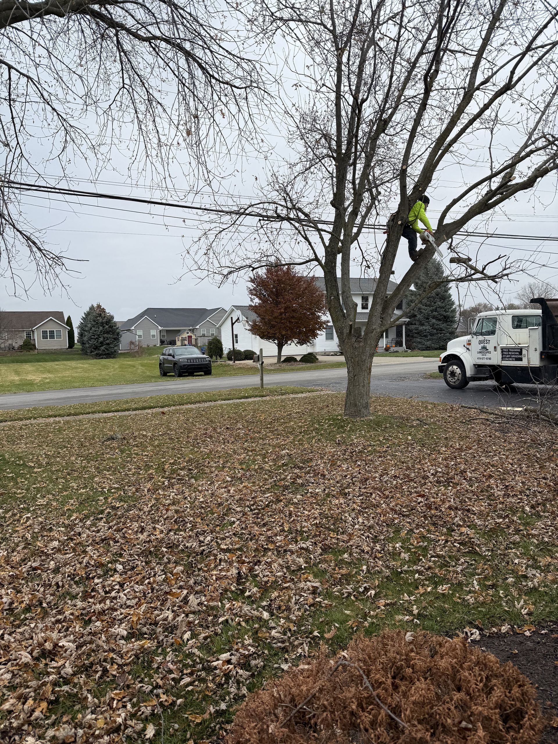 A tree trimmer in a tree next to power lines, a truck, and houses in a residential area.