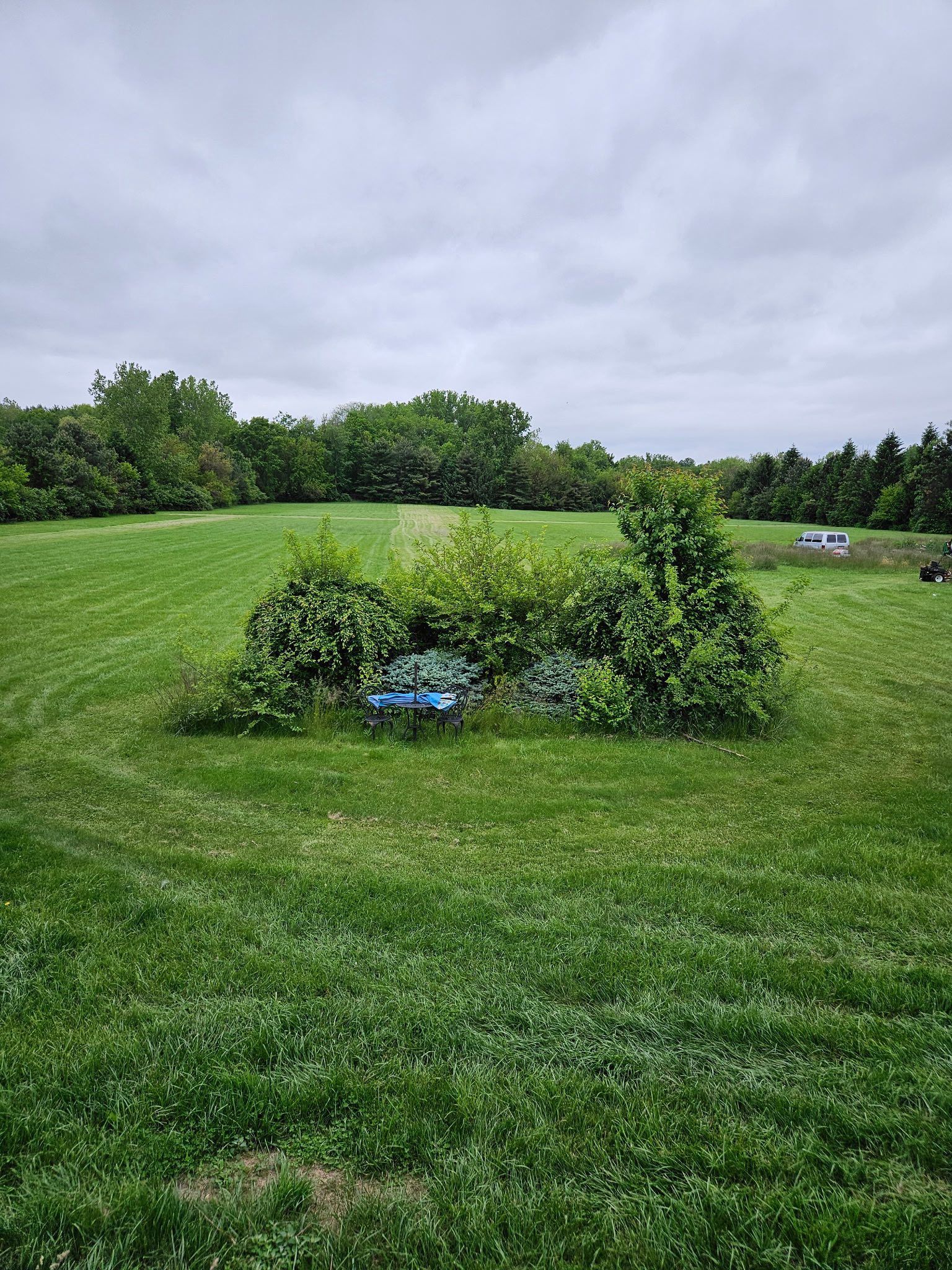 Green field with overgrown bushes and trees under a cloudy sky.