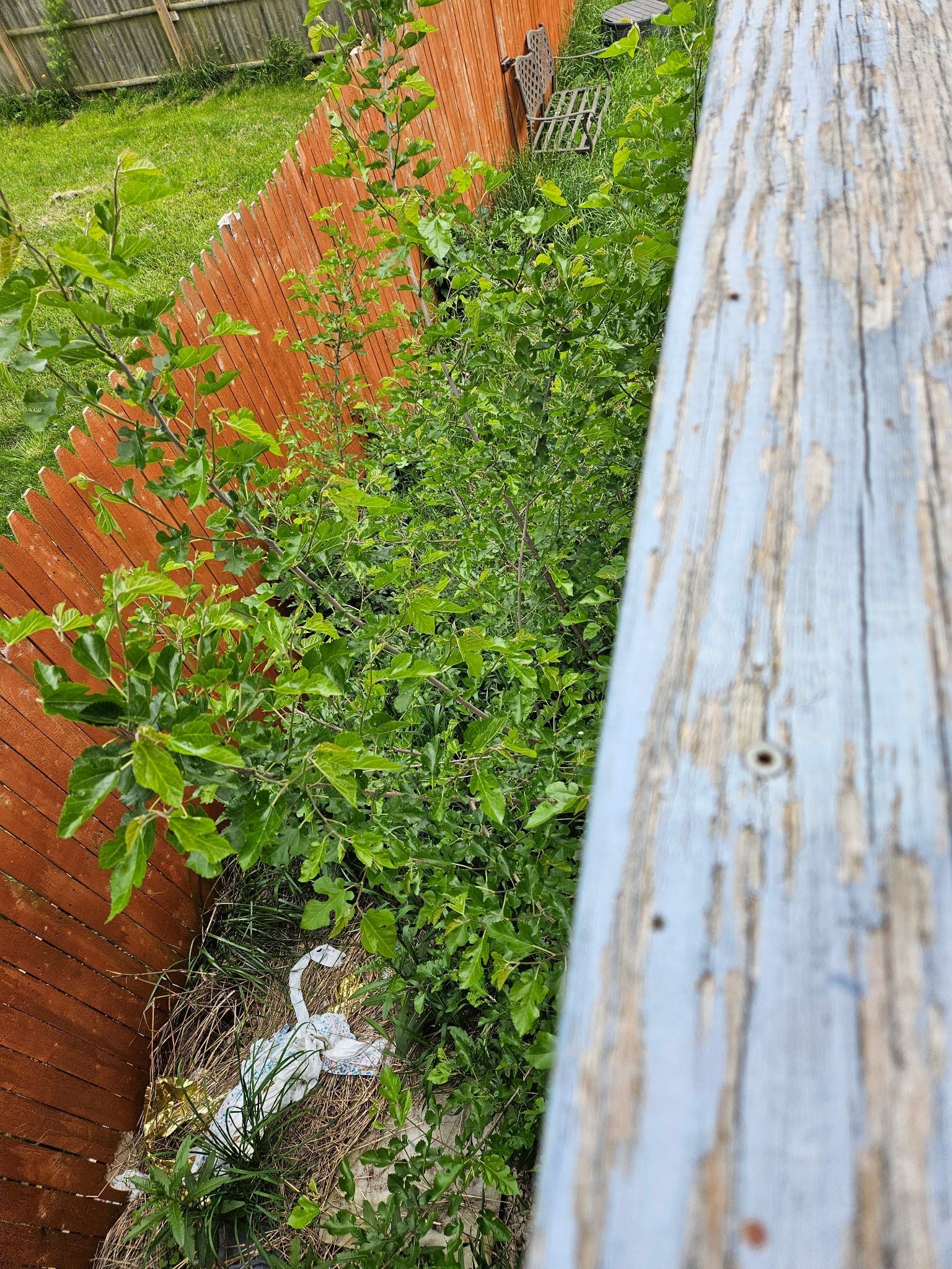 Overhead view of a lush green garden between a weathered wooden deck and a fence.