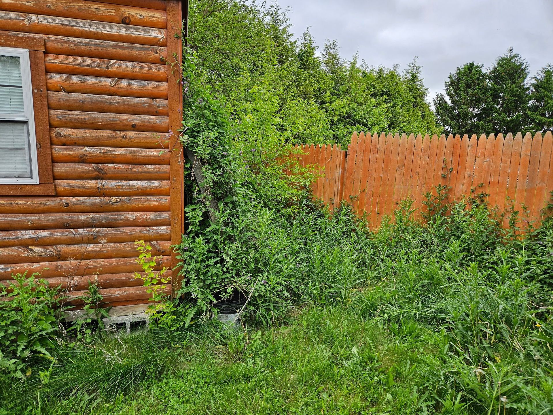 Wooden cabin beside a wooden fence and overgrown green plants.
