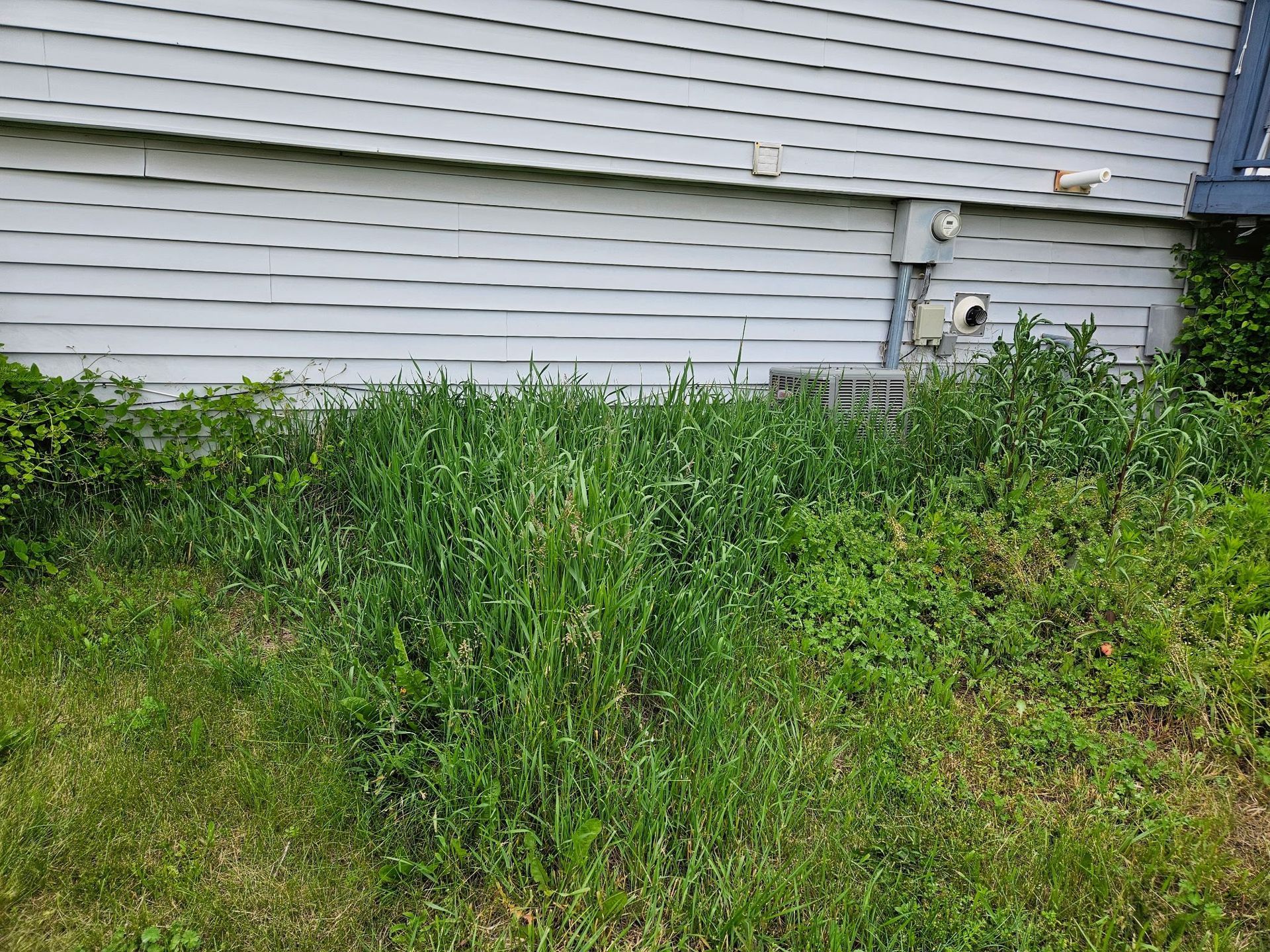 Overgrown weeds and grass near a building's gray siding.