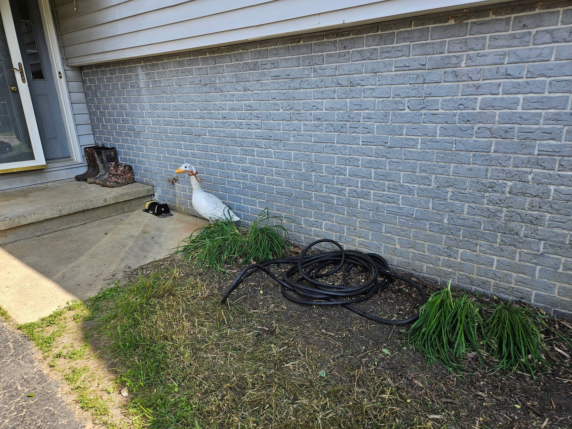 White domestic duck near house with brick facade and garden. A hose is coiled nearby.