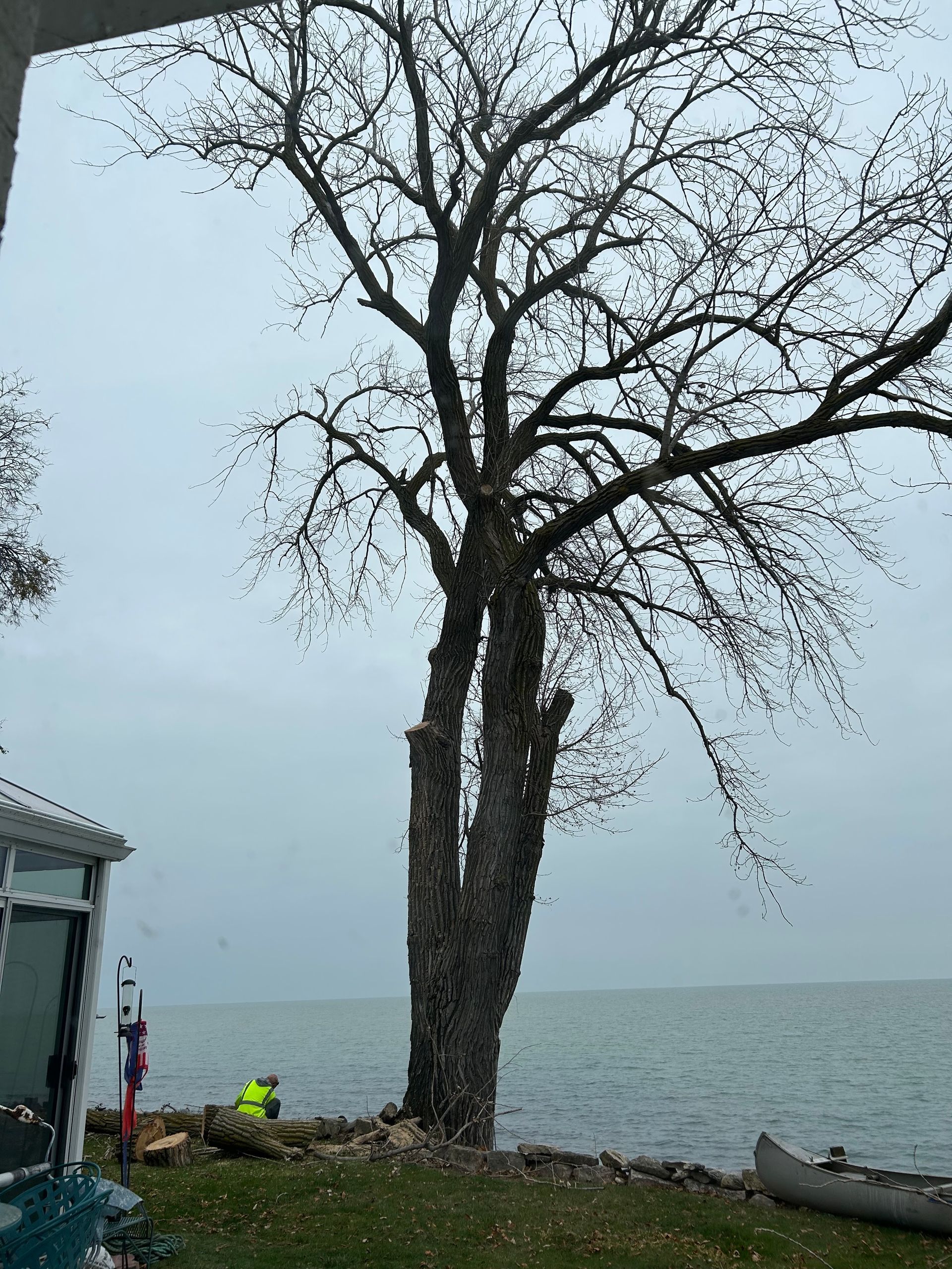 Tree being trimmed near water, a person in a yellow vest is working on the tree. Cloudy sky.