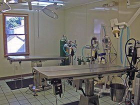 surgery area for pets