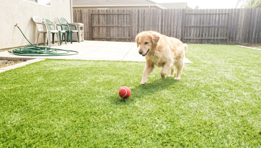 A happy Golden Retriever playing fetch on perfectly green artificial grass for dogs in a sunny Raleigh backyard.