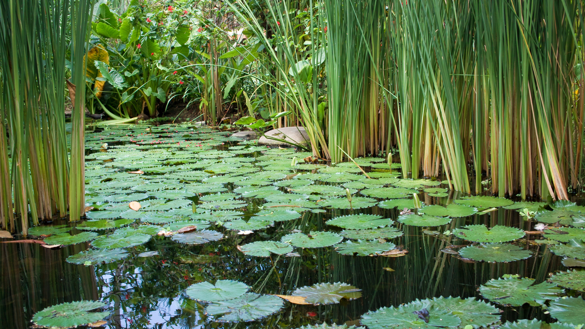 A pond filled with water lilies and tall grass.