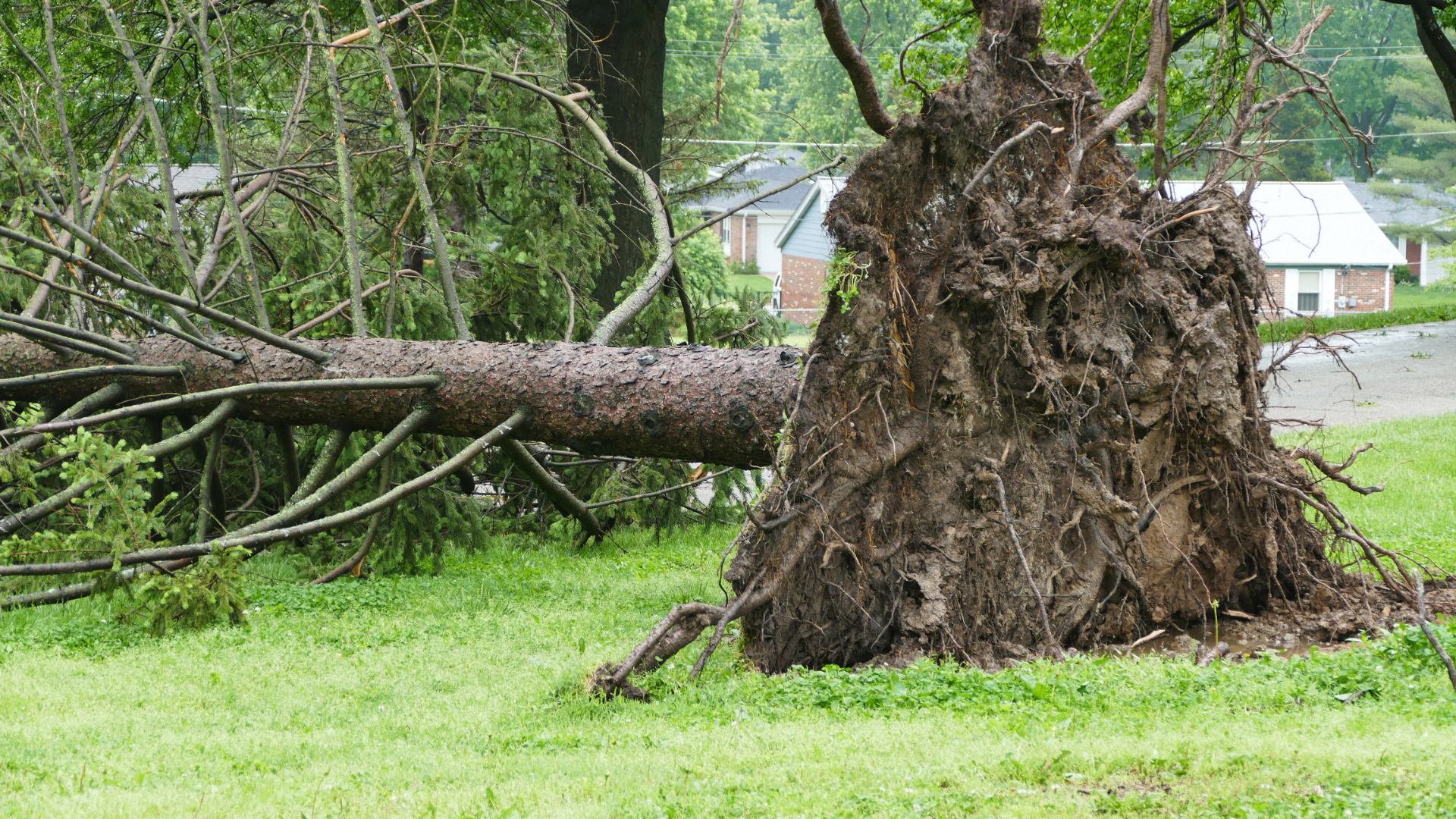 A tree that has been knocked over by a storm is laying in the grass.