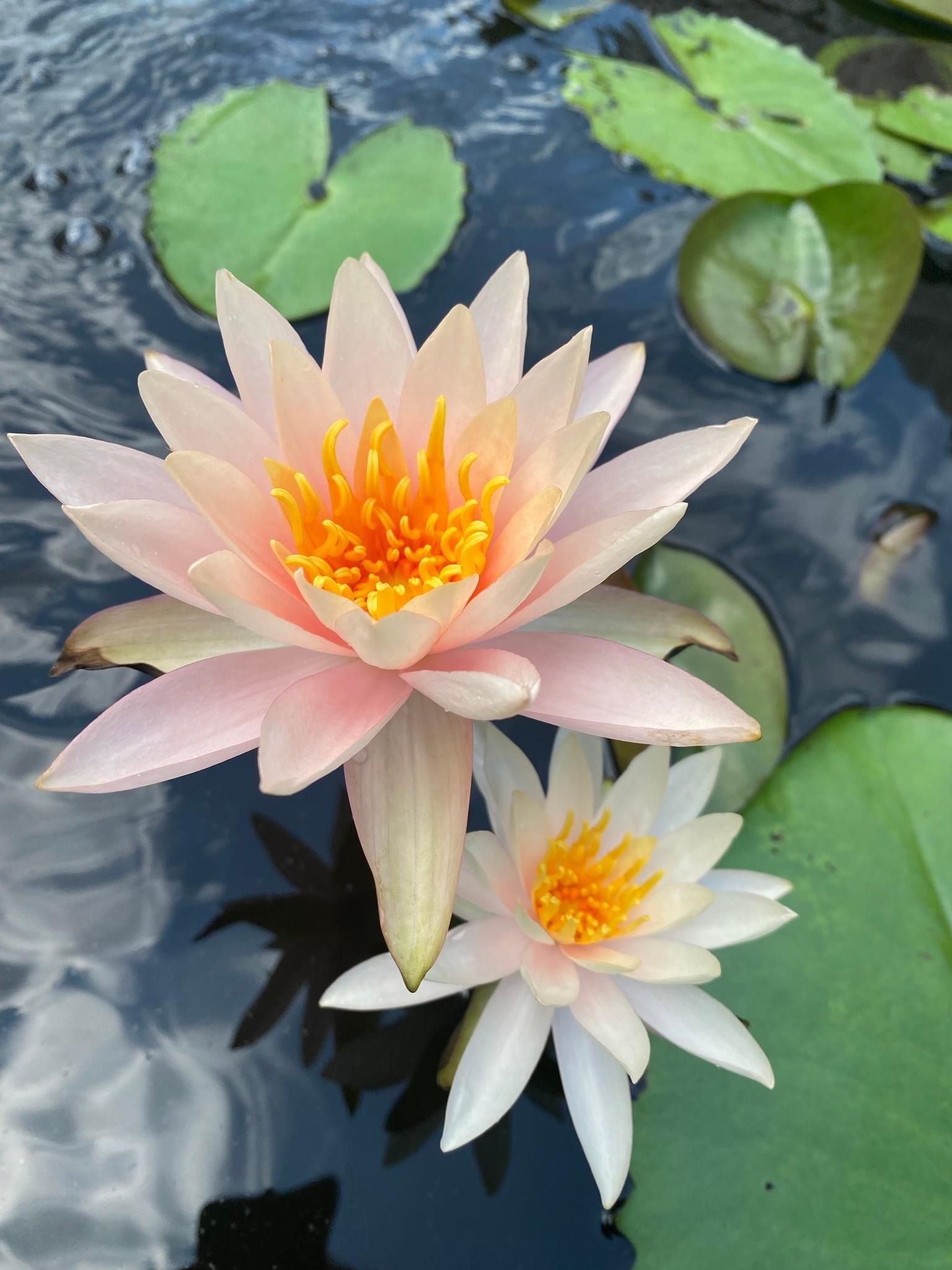 A small pond surrounded by rocks in front of a brick house.