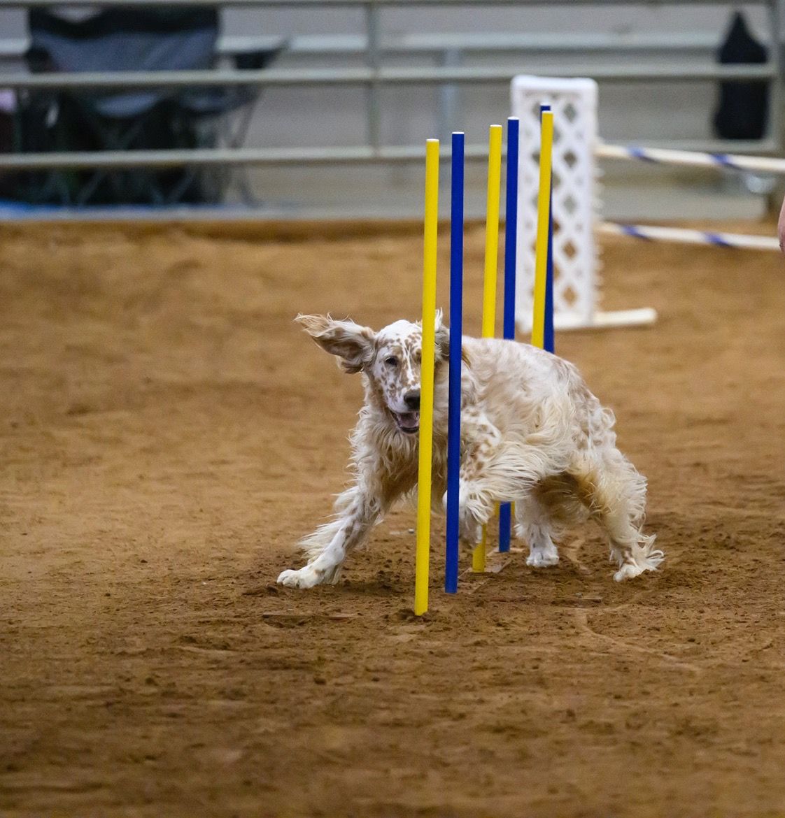Person in gloves administering eye drops to a dog, indoors.