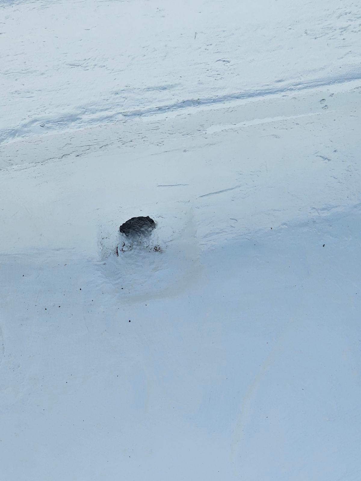 A small animal is walking through the snow on a beach.
