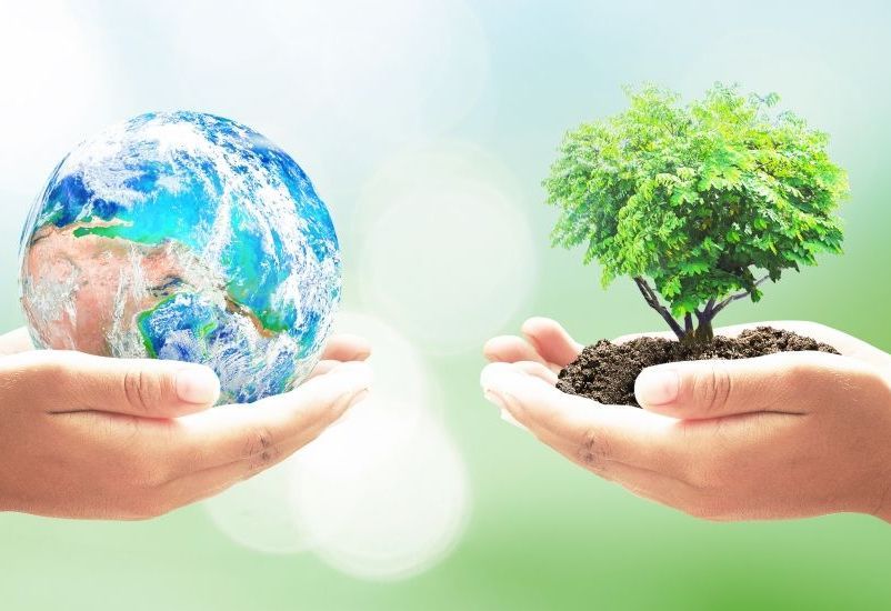 A person is holding a globe and a tree in their hands.