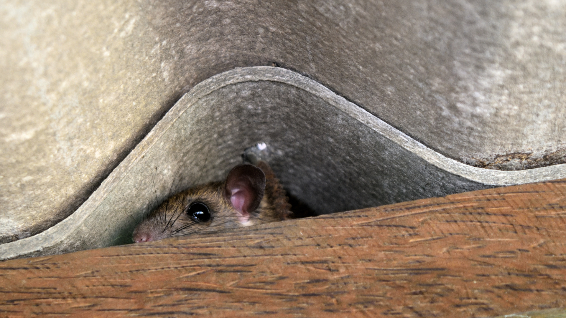 Mouse peeks out from under corrugated metal and wood.