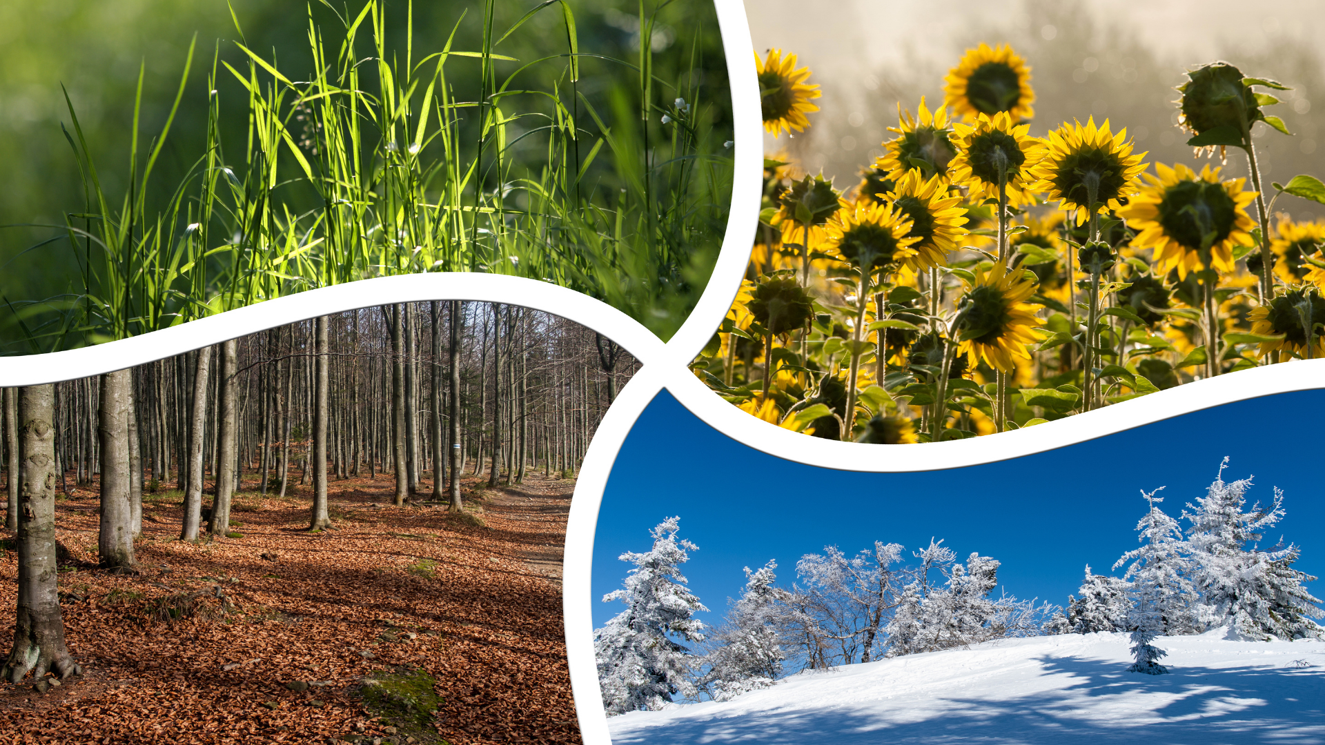 A collage of four pictures of different seasons of the year