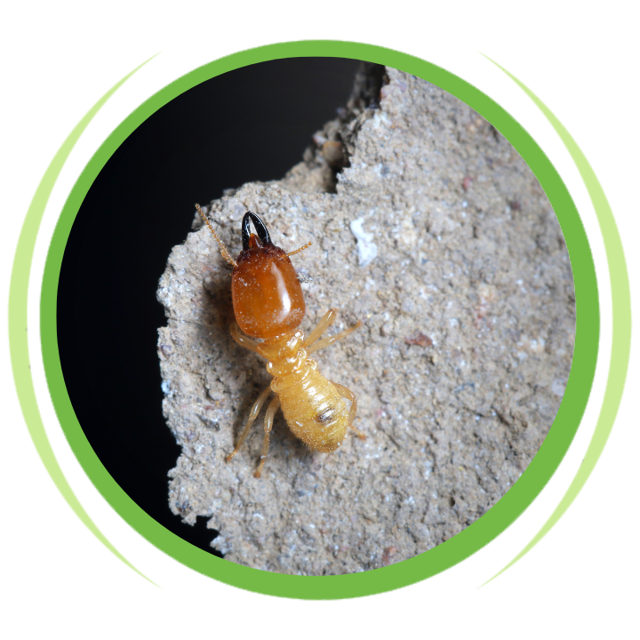 A termite is crawling on a piece of concrete.