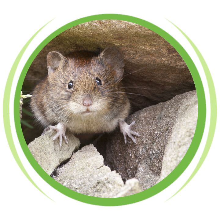 A mouse is looking out of a hole in a rock