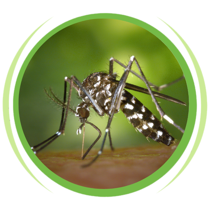 A close up of a mosquito in a green circle