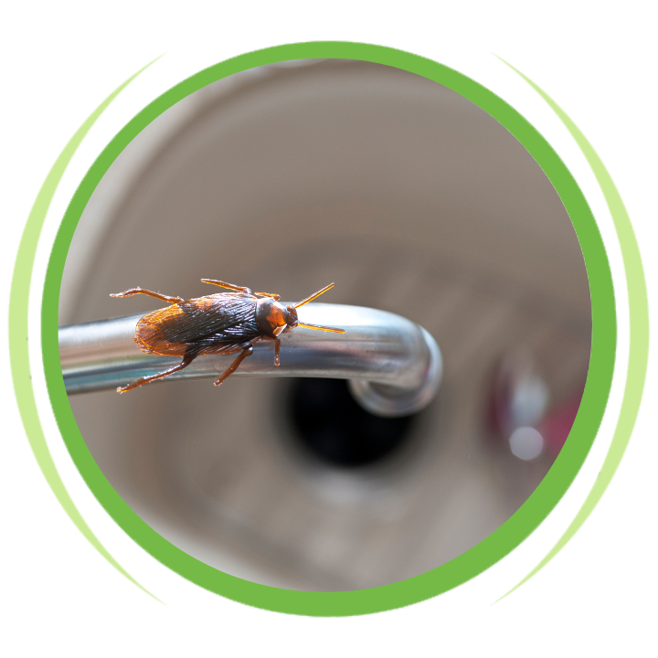 A cockroach is sitting on a faucet in a green circle.