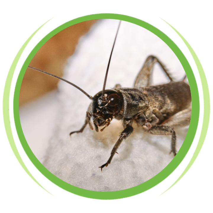 A close up of a grasshopper in a green circle