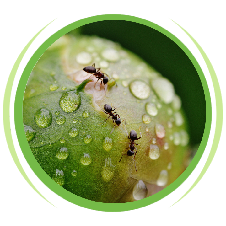 Ants are crawling on a green leaf with water drops on it