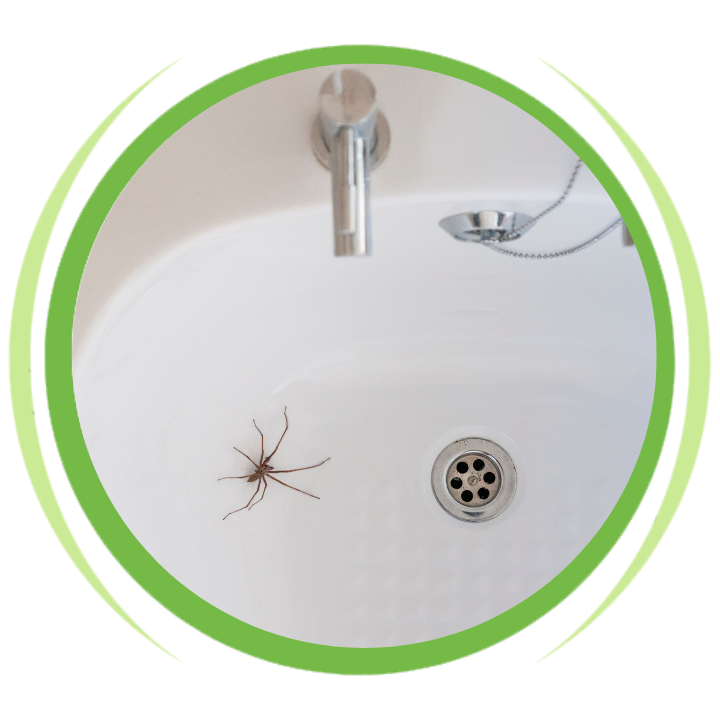 A spider is sitting in a bathtub next to a drain