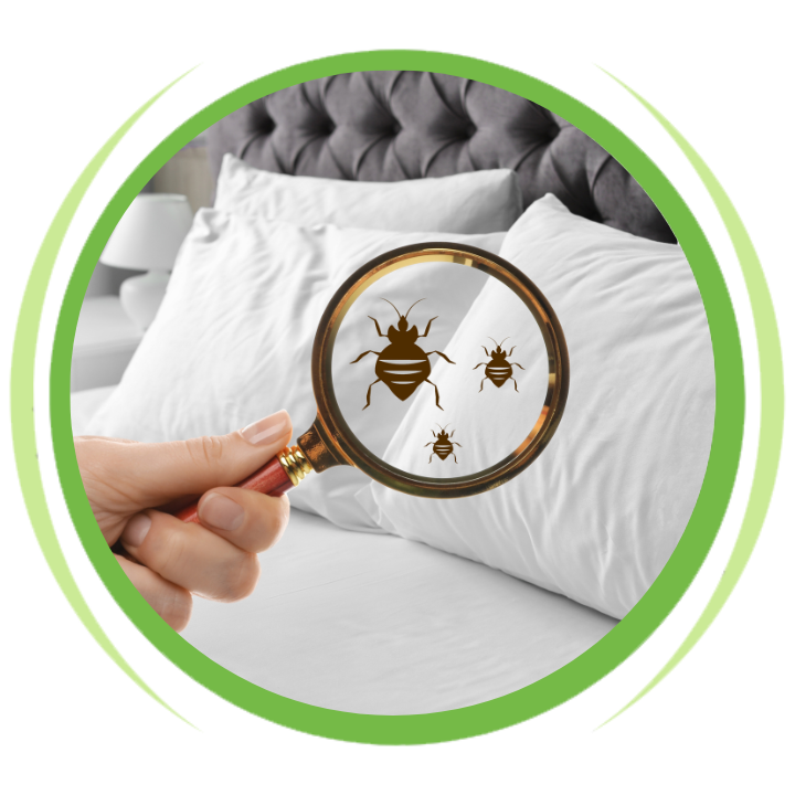 A person is holding a magnifying glass over a bed.