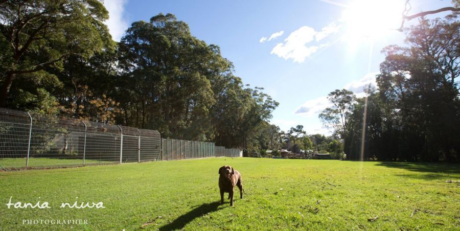 Dog boarding kennels in Dural