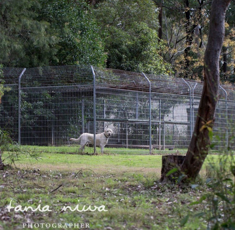 Dog enjoying healthy dog food