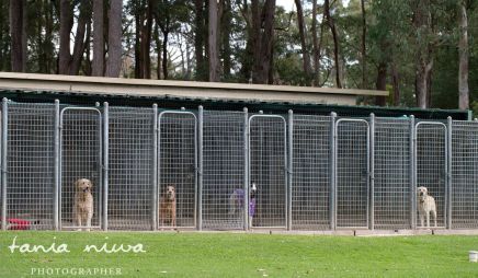 Pet sitter outdoors with dog