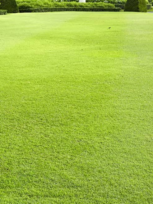 lawn maintenance services