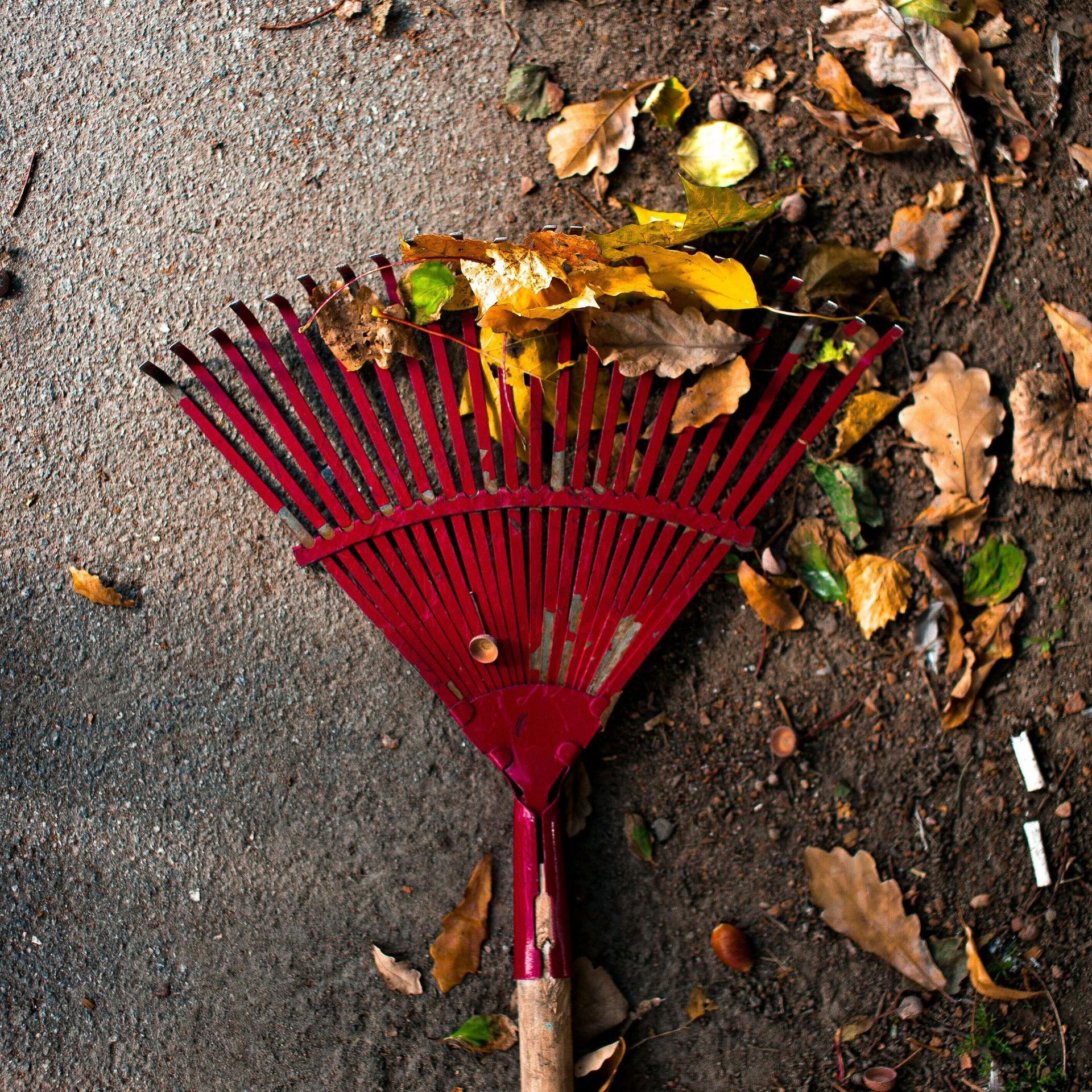 leaf removal services